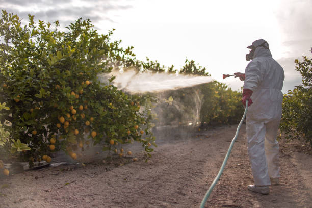 Best Termite Control Services  in Cape May, NJ
