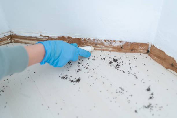 Professional Pest Control in Cape May, NJ